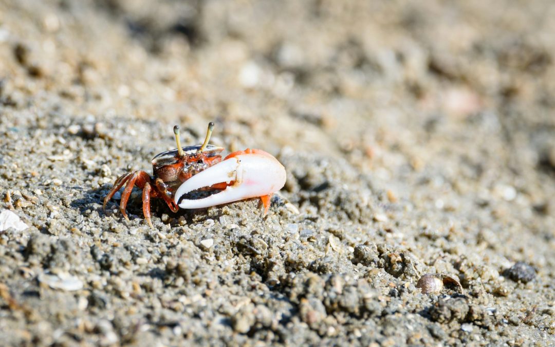 Crabbing Across Waters: Saltwater and Freshwater Ventures